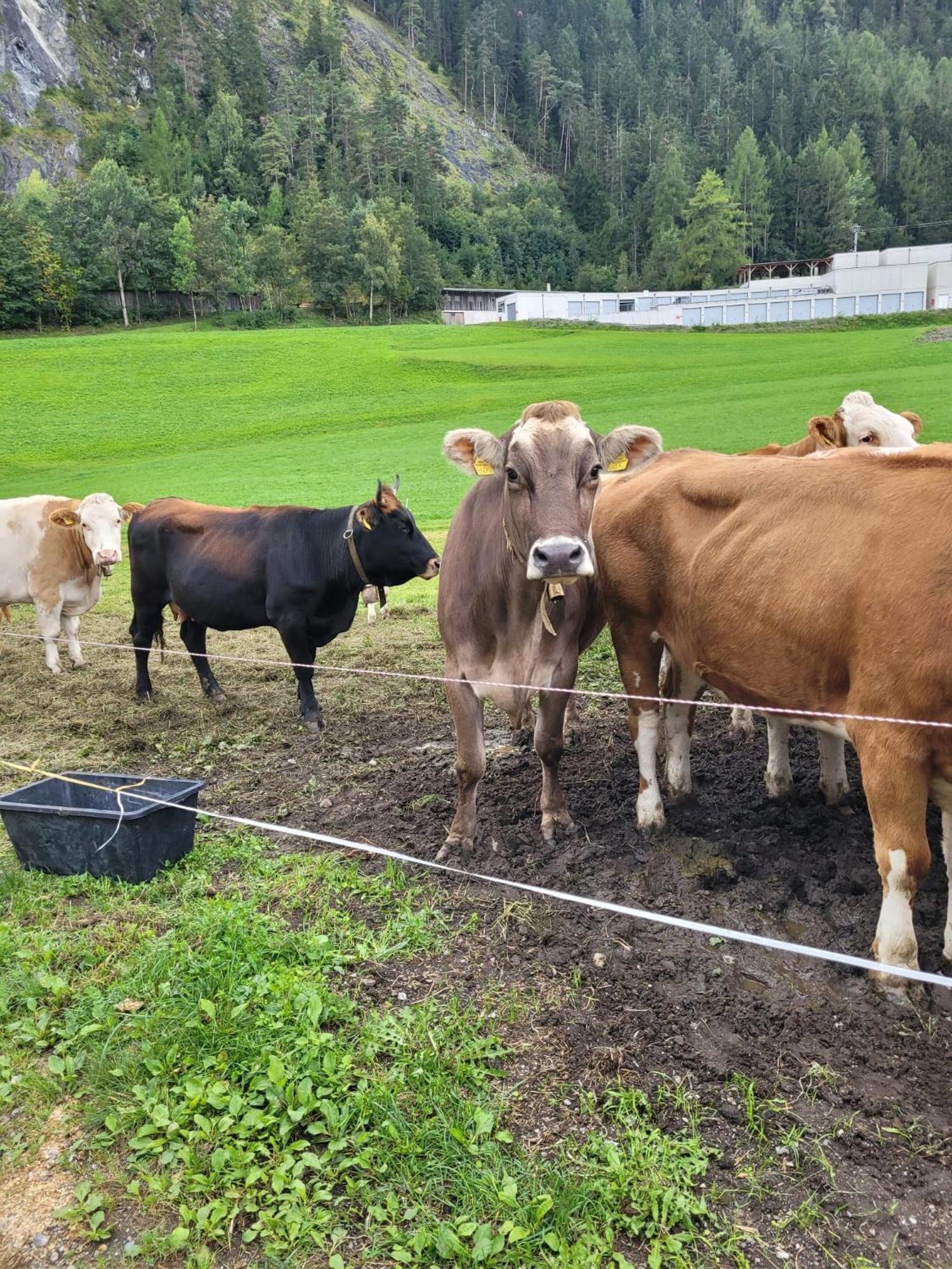 Ferienhof Bichlhof Arzl im Pitztal Exterior foto