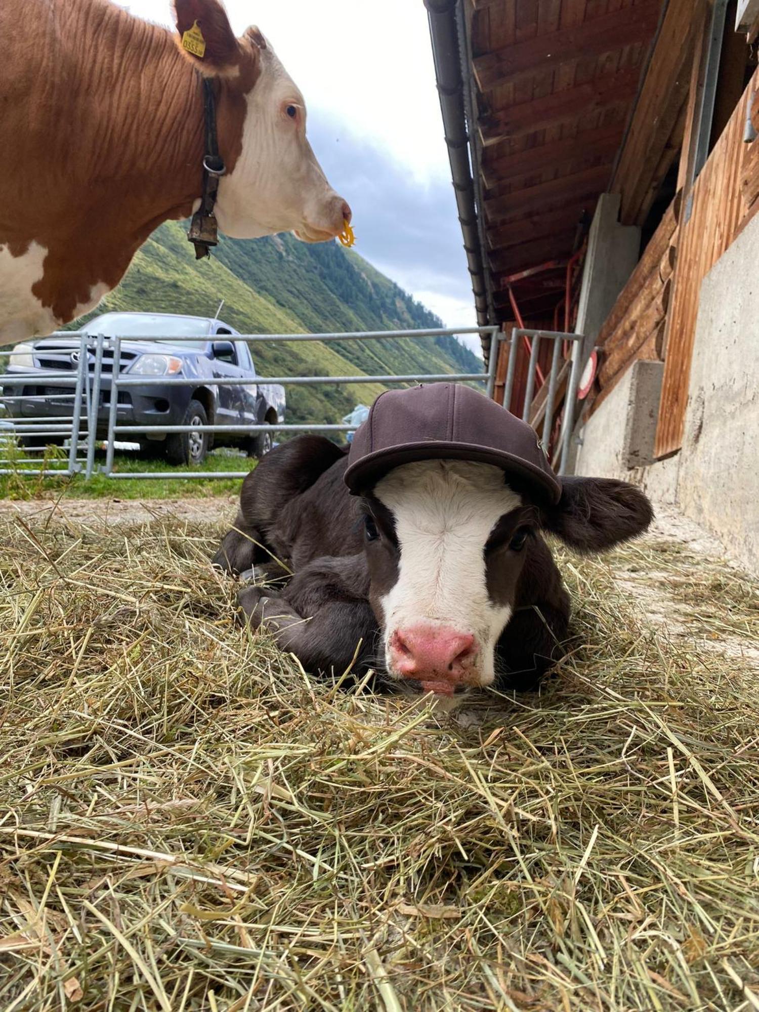 Ferienhof Bichlhof Arzl im Pitztal Exterior foto